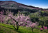 Almond Blossom 01