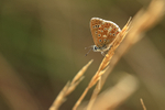 Adonis Blue, back lit, Seacombe Bottom, Dorset