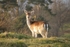 Fallow Deer