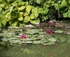 Monets Garden -1
