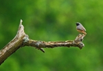 Common Redstart