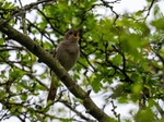 Nightingale