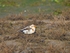 Snow Bunting