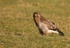 Common Buzzard