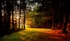 The Light