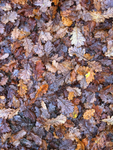 Oak Floor