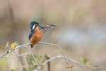 Kingfisher Alcedo Atthis065