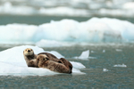 Sea Otter holds sleepy kit, Surprise Glacier, Alaska