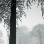 Frozen Mist