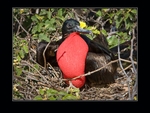 Male frigatebird