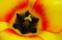 Yellow Fellow