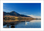  Croagh Patrick swan