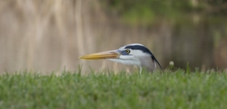 Great Blue Heron _0043
