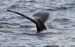 Humpback whale
