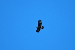 Golden Eagle