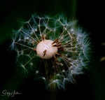 Dandylion 2