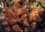 Pyura microcosmus