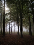 Danefield Woods