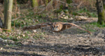 Tawny Owl