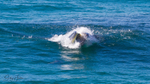Whale Feeding 4