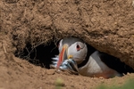 Atlantic Puffin