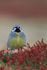 White-bridled Finch (male), front view, Falklands