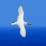 Red-tailed Tropicbird in flight, Kilauea Point, Kauai