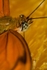 Butterfly8