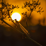 In the world of Damselflies