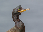 Shag - Gulosus aristotelis