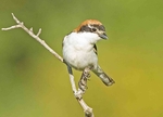 Woodchat Shrike