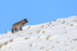 Wolf standing still on slope, Yellowstone National Park