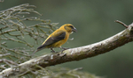Common Crossbill