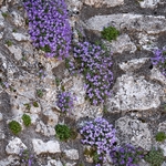 Gargano Aubretia (Aubretia columnae ssp italica) 