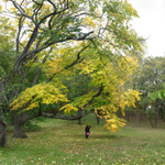 October 2019 - Arnold Arboretum  - Title: Enchanted Garden (detail)
