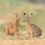 A Pair of Hare 202612