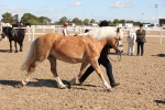SBM_12959