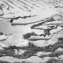 Rice Fields in Winter portfolio