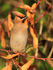 Waxwing perched on a branch at Bletchley