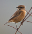 Stonechat (female) perched on a branch