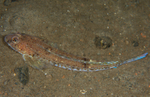Callionymus maculatus