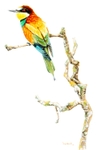 Bee Eater on a branch