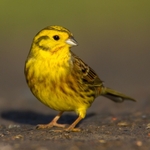 Yellowhammer