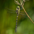 Golden-ringed Dragonfly