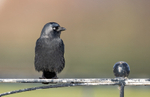 Jackdaw - Corvus monedula