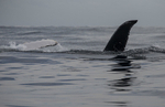 Humpback Whale, Pico Island, Azores