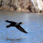 Double-Crested Cormorant in Flight