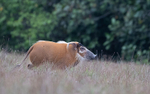 Red river hog