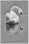Preening Swan