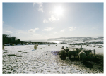 7 Sheep in the Snow, Robin Hood's Bay